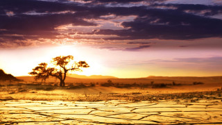 Lone tree desert sunset cracked - cracked free wallpaper