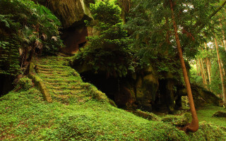 Lush green forest staircase cave - a lush green forest free wallpaper