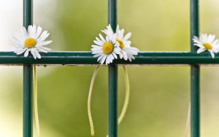 Three daisies green fence blurry - stuckism free wallpaper for desktop
