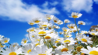 Daisy field blue sky clouds 3 - a house in the distance free wallpaper