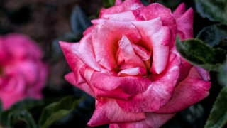 Pink rose garden macro blurry 4 - a few pink flower free wallpaper