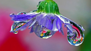 Flower water droplets macro green 2 - eva frankfurther free wallpaper