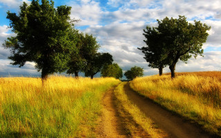Dirt road field trees sky - side of it free wallpaper