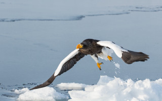 Bird flying over ice water - the waters edge free wallpaper