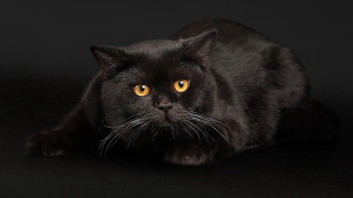 Black cat yellow eyes character - yellow eye free wallpaper