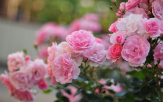Pink flowers vase outdoor roses - a table outside free wallpaper