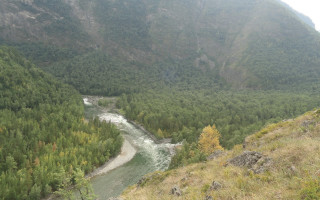 River forest mountain nature ecological - a lush green forest free wallpaper