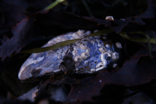Rock plant ground dark leaves - the ground in the dark free wallpaper