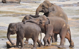 Elephants river rocks water beach - a group of elephants free wallpaper