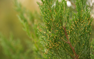 Tree yellow flowers foliage blurry - free nature wallpaper for desktop