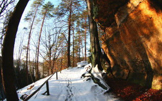 Snowy path forest fence autumn - in the middle free wallpaper
