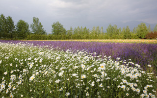 Flower field trees clouds sky - the background and a sky background free wallpaper