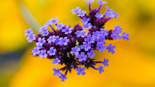 Purple flower macro blurry background 11 - bracha l. ettinger free wallpaper