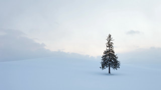 Lone tree snowy field blue 3 - a minimalist painting free wallpaper