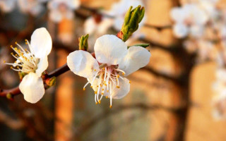 White flower bokeh macro blurry - a building in the background free wallpaper for desktop