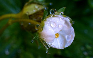 White flower water droplets macro 7 - petal free wallpaper