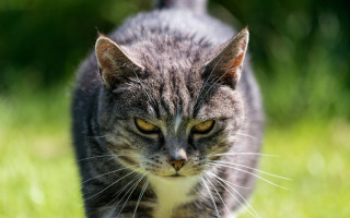 Cat green field sunny motion - a lush green field of grass free wallpaper