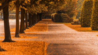 Autumn tree lined road bench - the road free wallpaper