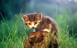 Kitten green field tree stump - a tree stump free wallpaper