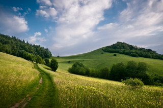 Grassy hill path tree cloudy - hill free wallpaper