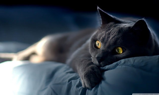 Cat laying bed pillow blanket - a portrait free wallpaper for desktop