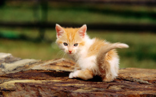 Small kitten tree stump curious - top of a tree free wallpaper