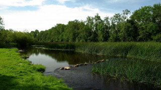 Lush green forest river sunny 2 - a lush green forest free wallpaper