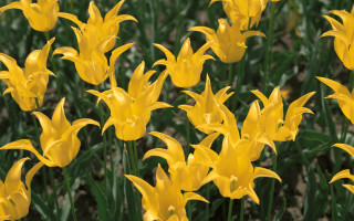 Yellow flowers green leaves blurry - yellow flower free wallpaper for desktop