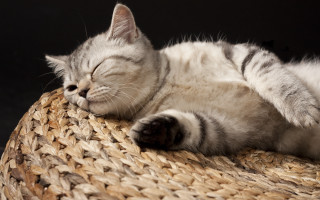 Cat sleeping woven basket black - the basket free wallpaper