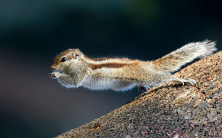 Squirrel standing on branch macro - its tail free wallpaper