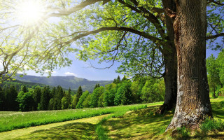 Tree field mountain sunshine bench - nature free wallpaper