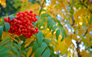 Red berries forest autumn bokeh - a tree branch in a forest free wallpaper