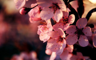 Pink flowers macro branch blurry - chang daichien free wallpaper for desktop