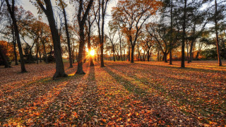 Sunset forest leaves trees autumn - leaf and trees free wallpaper