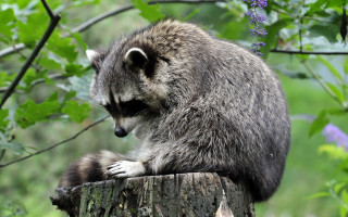 Raccoon forest purpleflowers blurry background - a tree stump in a forest free wallpaper