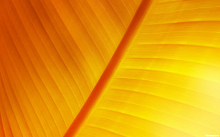 Banana leaf closeup brightlight blurry - the leaf free wallpaper for desktop