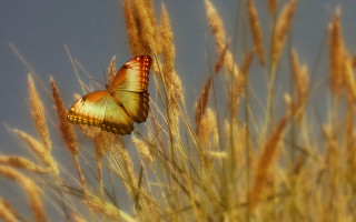 Blue butterfly field tall grass - a butterfly free wallpaper for desktop