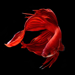 Red fish long fins photorealistic - a photorealistic painting free wallpaper for tablet