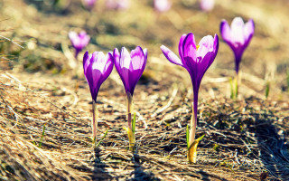 Purple flowers field butterfly nature - top of a field free wallpaper