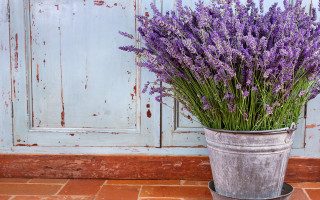 Lavender flowers bucket blue door - painted free wallpaper