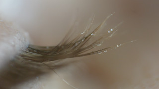 Plant water droplets macro photorealism - high detail 8 k free wallpaper