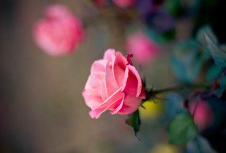 Pink rose garden macro blurry 3 - other flower free wallpaper