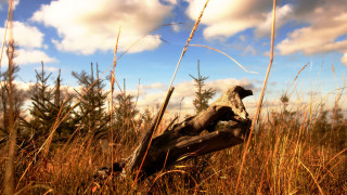 Dead bird field tall grass - dead free wallpaper for desktop