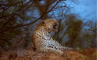 Leopard sitting hill open mouth - a leopard free wallpaper for desktop