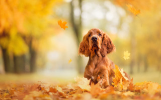 Dog leaves park autumn blurry - a dog free wallpaper