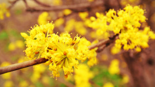 Yellow flower bokeh autumn fireworks - other flower free wallpaper