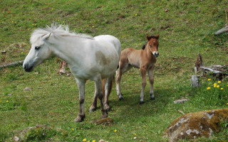 Horse foal field flowers trees - rock and trees free wallpaper