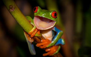 Red eyed frog open mouth - a frog free wallpaper for desktop