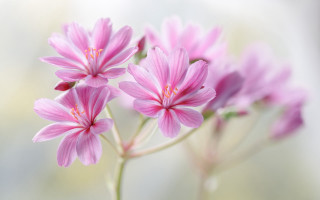 Pink flower blurry background macro 3 - a blurry background of flowers free wallpaper
