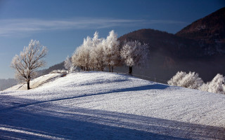 Snowy hill trees winter blue - tree and a hill in the background free wallpaper
